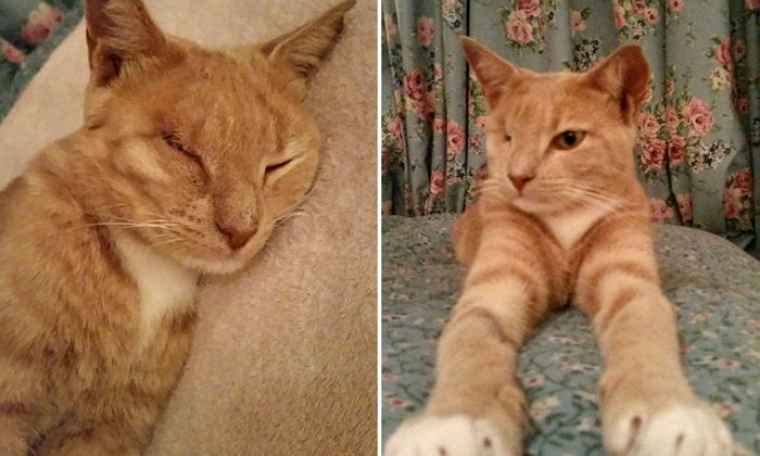 위탁 집사가 입양보내려 하자 유기묘가 보인 행동