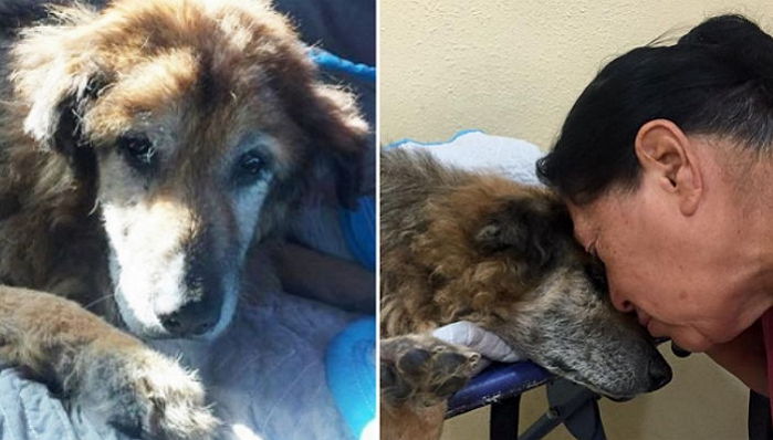 17년 함께한 반려견과 이별하는 여성의 ‘마지막 키스’