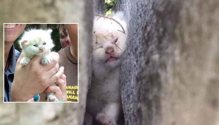 벽 틈에 끼여 이틀 동안 울부짖던 아기 고양이 (사진)