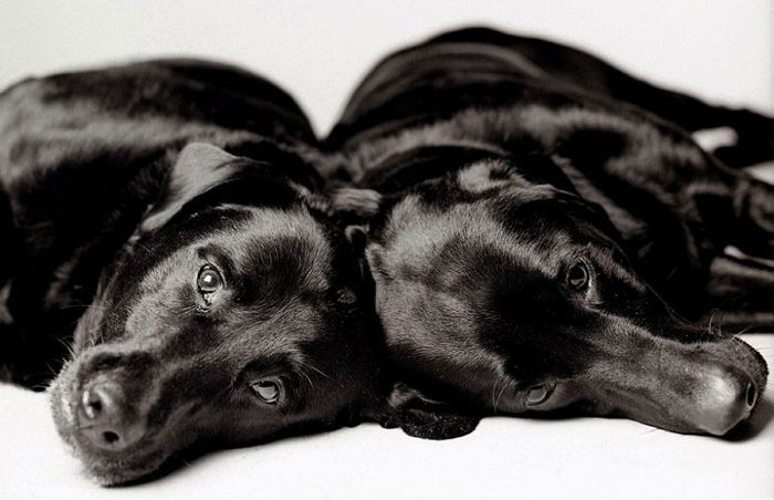 “당신의 강아지는 어떤가요?” 내 반려견의 어제와 오늘 (사진 13장)