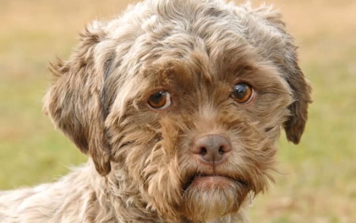 우울한 ‘사람 얼굴’ 닮아 입양 거부당한 강아지