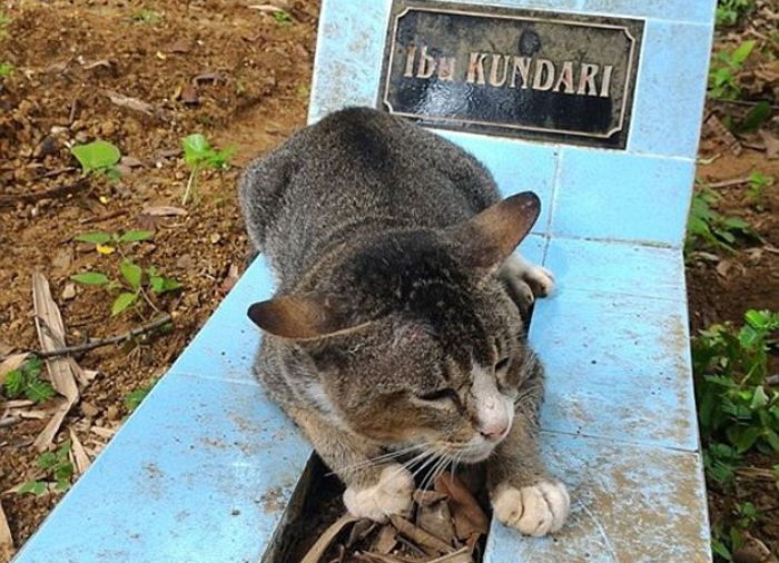 세상 떠난 주인 그리워 1년 동안 무덤 지킨 고양이