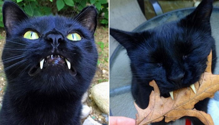 송곳니 때문에 주인에게 버림받은 ‘드라큘라’ 고양이