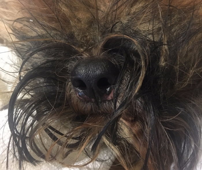 뼈만 앙상하게 남은 채 길거리에 버려졌던 강아지