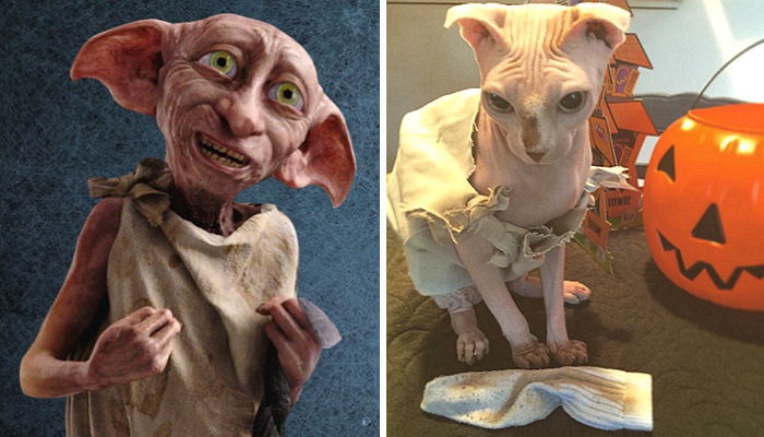 해리포터 속 ‘도비’로 변신한 냥이에게 ‘양말’ 선물한 주인