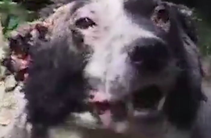 얼굴 화상입는 학대에도 사람보며 꼬리 흔드는 강아지 (영상)