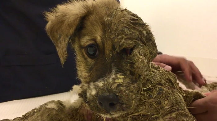 강력 접착체 범벅돼 온몸이 돌처럼 굳은 유기견