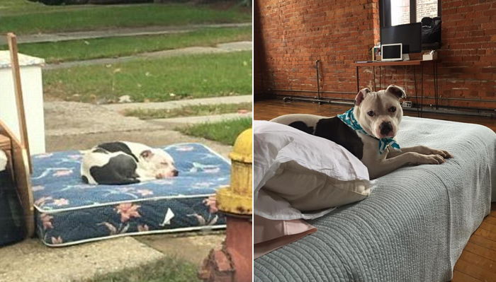 “매트리스에 버려졌던 강아지가 새 침대를 얻었다”