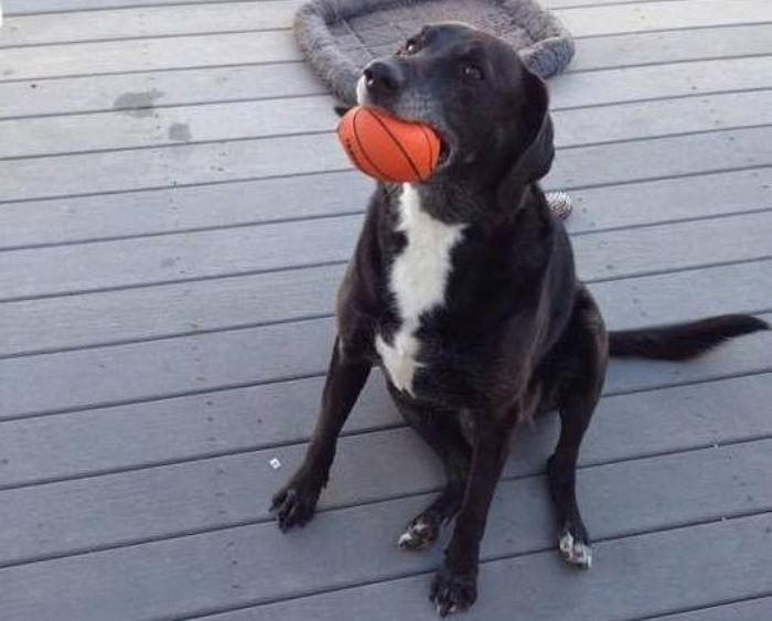 자신의 주인 되어달라며 ‘공’ 물고 기다리는 강아지