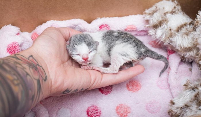 탯줄 붙은 채 버려진 아기 길냥이 엄마 돼준 여성