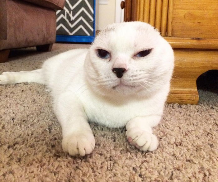 돈 없는 집사 때문에 ‘양쪽 귀’ 모두 잃은 고양이