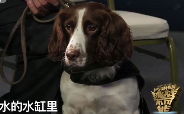 ‘2,000조 분의 1’ 확률의 피 냄새 맡아 범죄자 잡는다는 CSI견 (영상)