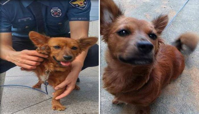 주인에게 버려져 ‘주인’ 찾아달라 경찰서 온 강아지의 근황