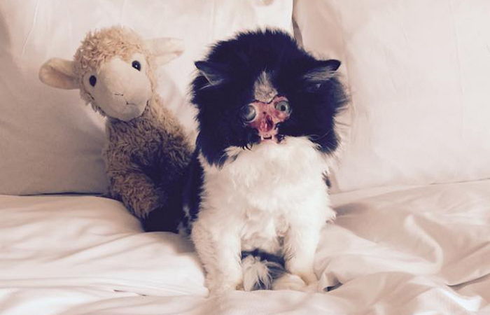 사고로 얼굴을 잃은 고양이는 ‘뽀뽀’를 제일 좋아한다