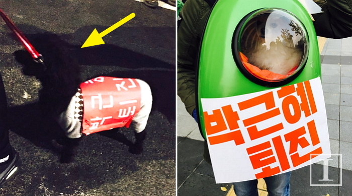 “박근혜 퇴진”…귀여운 멍멍이도 동참한 촛불 집회