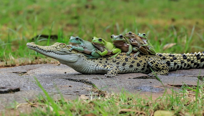 악어 등을 정복한 용감한 ‘개구리’ 오형제 (사진 8장)