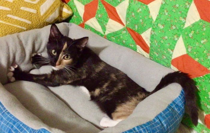 유산한 아내에 길냥이 선물한 남편…그러자 놀라운 일이