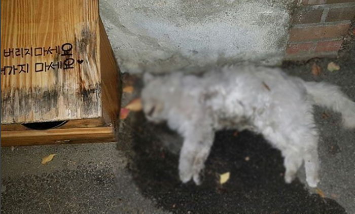 ‘길냥이 무료 급식소’에 독약 타 고양이 죽인 파렴치범