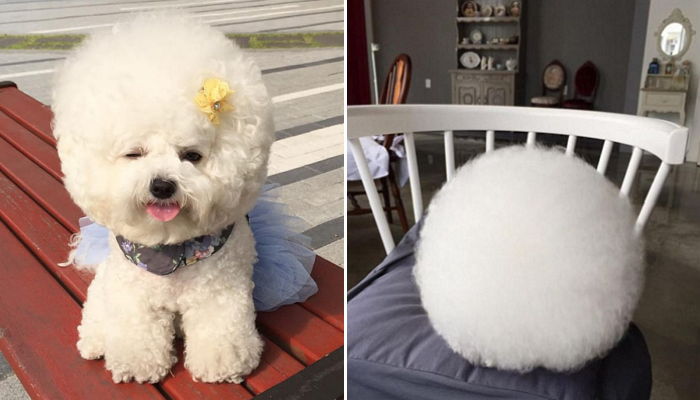 외신에 소개된 동글동글 ‘솜사탕’ 닮은 멍멍이 (사진)