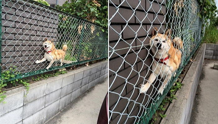 주인 마중 나왔다가 벽틈에 끼인 시바견의 ‘미소’