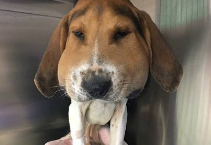 “내 얼굴 돌려줘” 뱀에 물려 얼굴 부은 채 버려진 강아지