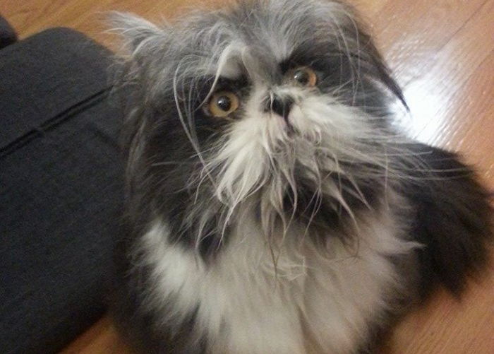 “강아지? 고양이?” 이 동물의 정체는 뭘까요?