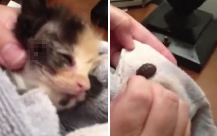 아기 고양이 볼에 생긴 구멍 속 ‘거대 벌레’ (영상)