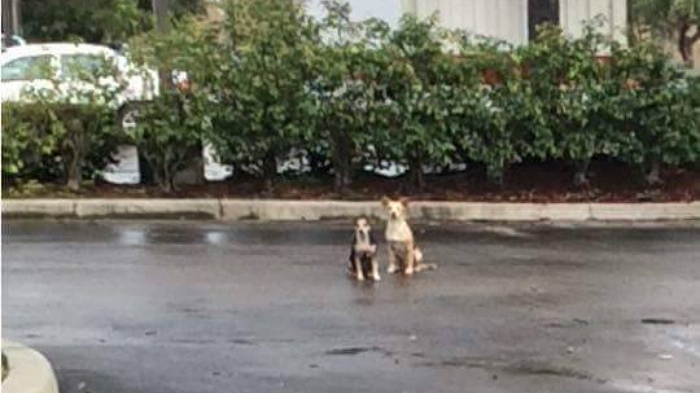 버려진 자리서 주인 하염없이 기다리는 강아지들