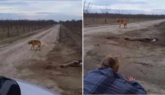 버려진 자리에서 5일 동안 주인 기다린 강아지 (영상)