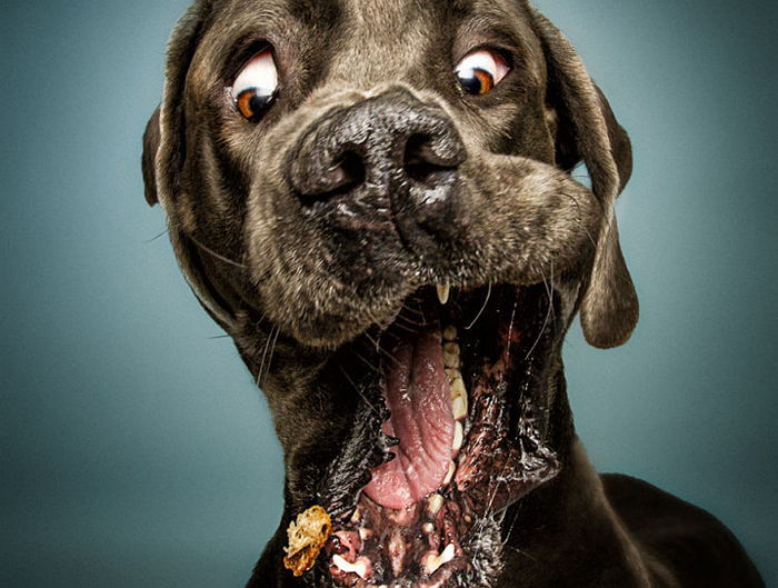 간식 받아먹는 강아지들의 얼굴을 포착했다 (사진 15장)