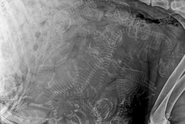 ‘임신한 동물’들의 배를 엑스레이로 촬영 해봤다 (사진)