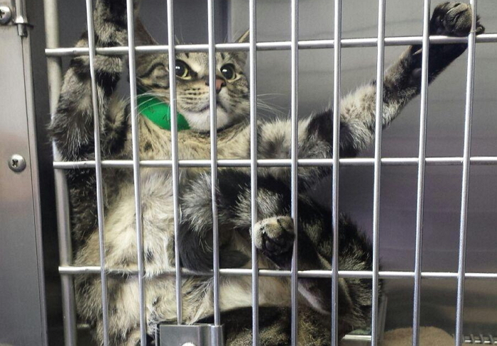 수의사 만나고 나라 잃은 표정 지은 반려동물들 (사진 17장)