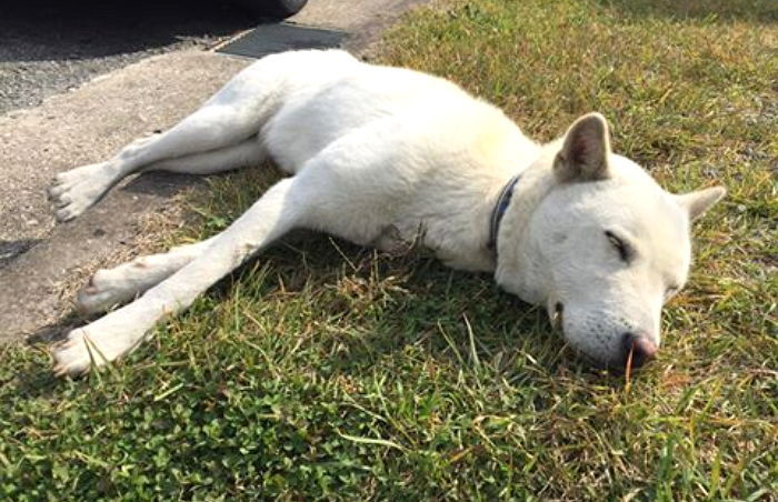 진도경찰서 마당에서 ‘죽치고’ 누워 2주째 집 안가는 ‘백구’