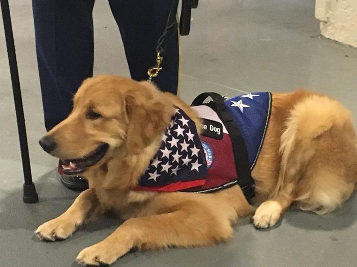 전쟁 중 장애입었지만 반려견 입양받고 미소짓는 참전용사 (영상)