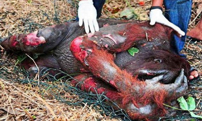 벌목과 방화로 전신 화상 입은 오랑우탄의 절규