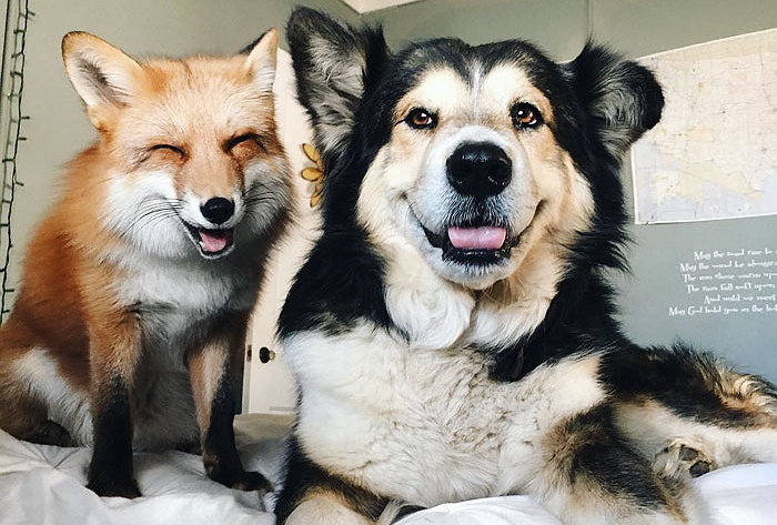 첫눈에 달콤한 사랑에 빠진 여우와 유기견 (사진 11장)