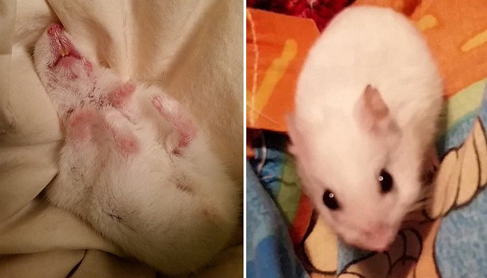 태어나 처음 포근한 이불에 누워본 햄스터의 반응 (사진)