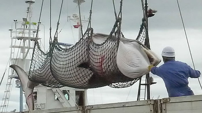 일본 정부 “내년에 고래 100마리 더 잡겠다”