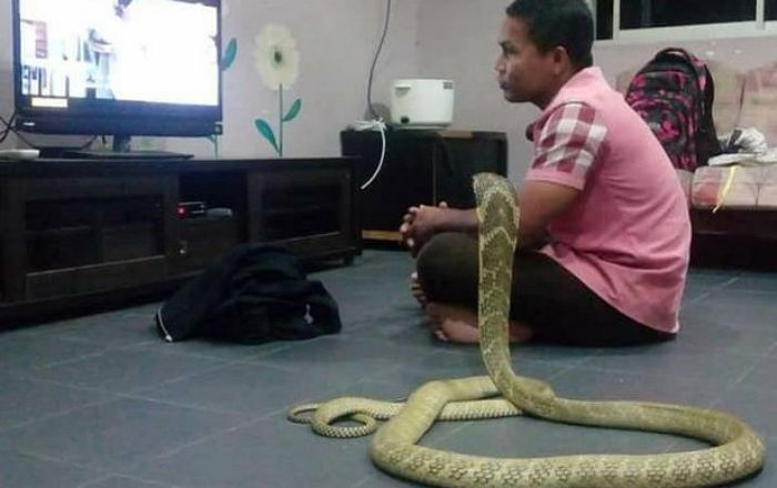 남성이 ‘코브라’와 결혼식을 올린 슬픈 이유