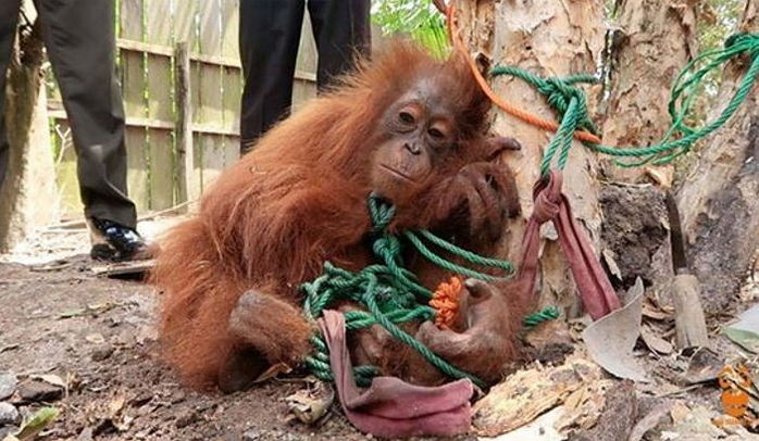나무에 온몸 묶인 채 팔려가길 기다리던 오랑우탄