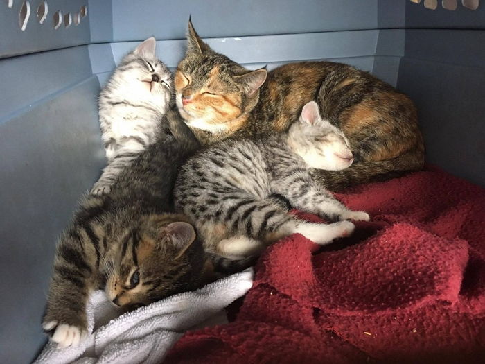 폭우 속 구조된 후 보호소에서 ‘꿀잠’자는 길냥이 가족