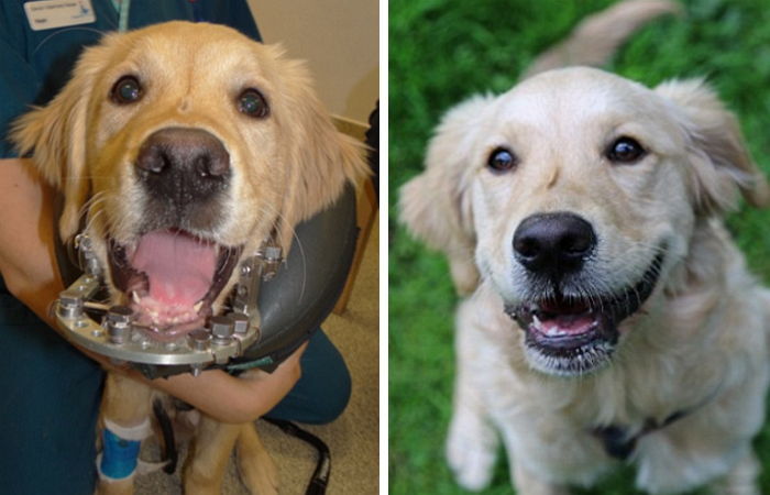 수의사 덕분에 턱 재건 수술 받은 리트리버의 미소