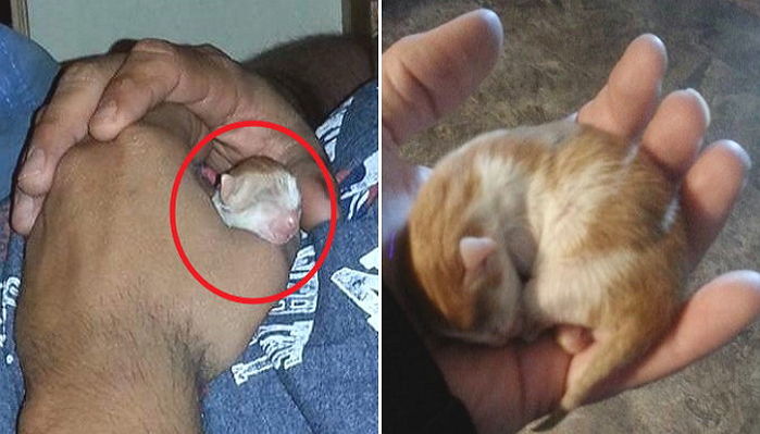 ‘너무 작다’는 이유로 엄마에게 버려진 아기 길냥이