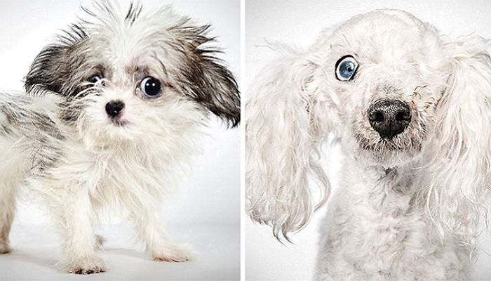 새 입양가족 찾아주려 유기견들 ‘인생샷’ 찍어주는 남성