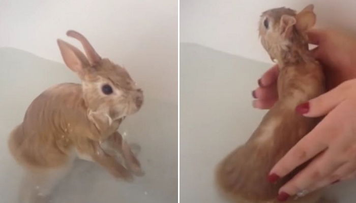 토끼를 ‘목욕’시키는 것은 토끼를 죽일 수 있는 학대행위다 (영상)