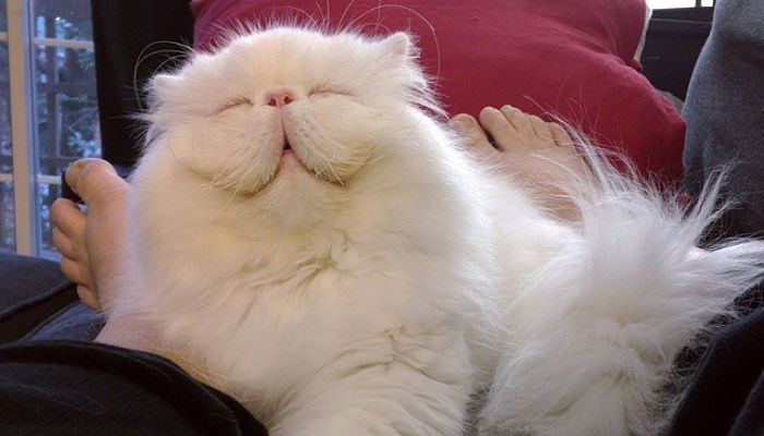 새 가족 만난 후 ‘방긋’ 미소 짓는 고양이 (사진)