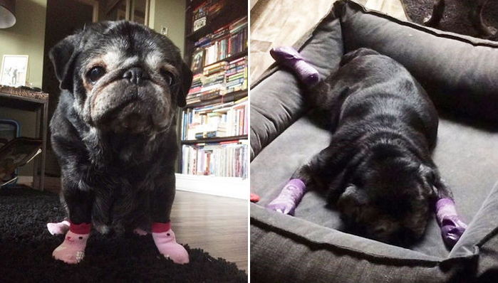 늙은 멍멍이 수족냉증 없애기 위해 ‘수면양말’ 신긴 주인