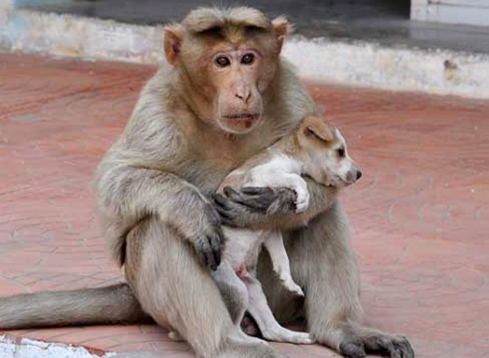 버림받은 아기 강아지 정성껏 돌보는 엄마 원숭이