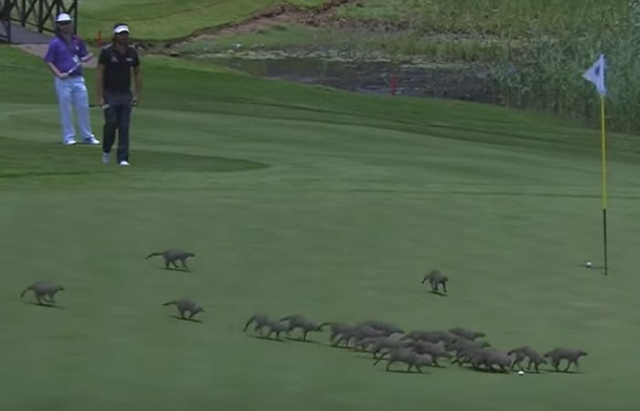 경기장에 들이닥친 귀여운 불청객 ‘몽구스’ 20마리 (영상)