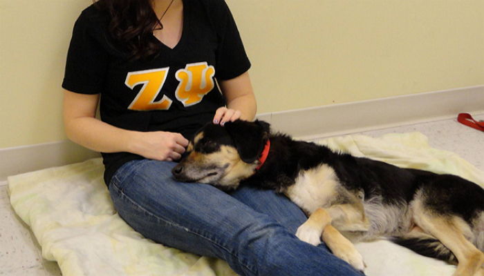 반려견이 죽기 전 마지막으로 주인에게 한 행동